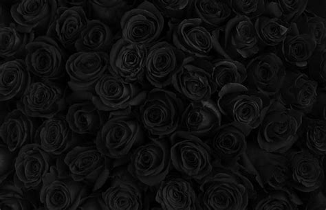 Bunch Of Rose With Black Background