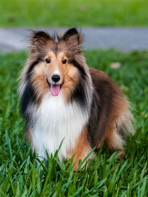 DSC_3183 | Shetland sheepdog puppies, Dog breeds, Sheltie puppy