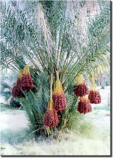 How to Grow Date Palm Tree, Growing Medjool Dates - Everything About Garden