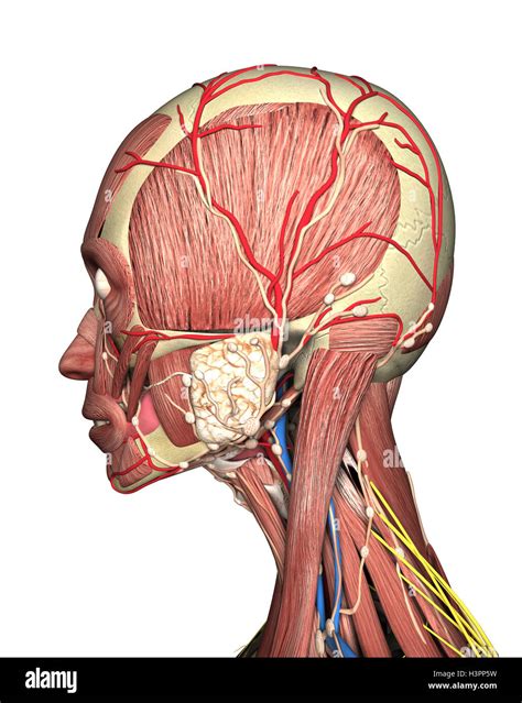 anatomy of head side view. 3D rendering Stock Photo - Alamy