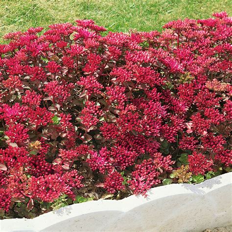 Sedum Dragon's Blood Drought Tolerant Red Stonecrop Ground Cover Plant ...