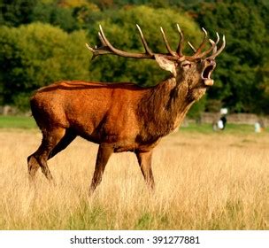 Rutting Male Deer Bellowing Female Deer Stock Photo 391277881 | Shutterstock