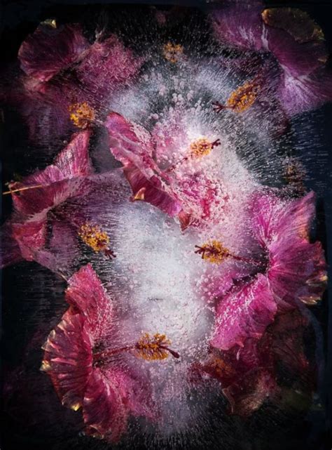 16 Beautiful Flowers Captured Frozen In Ice | Funotic.com