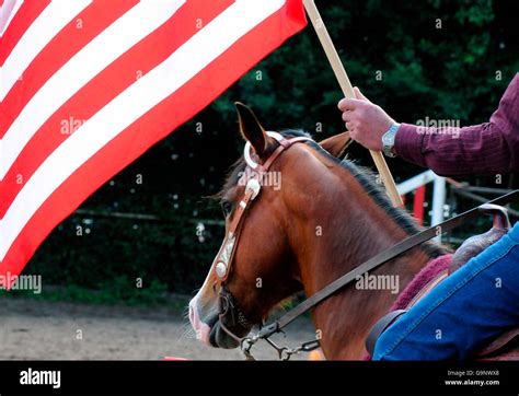 American Quarter Horse, show / headstall Stock Photo - Alamy