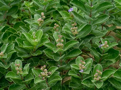 Close up seeds with leaf of Vitex trifolia plant background 35354534 Stock Photo at Vecteezy