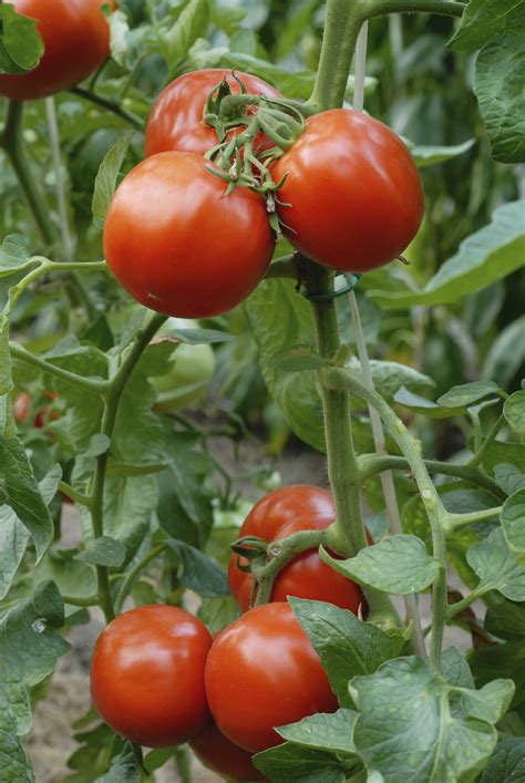 Growing Tomatoes: Tomato Growing Tips