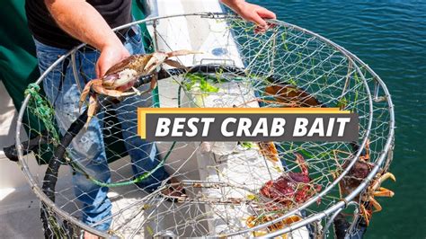 Best Crab Bait for Crabbing - Fished That