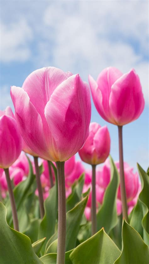 Top 79+ pink tulips wallpaper - in.cdgdbentre