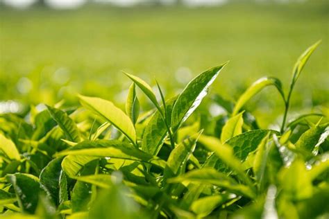 Premium Photo | Closeup view of tea leaves