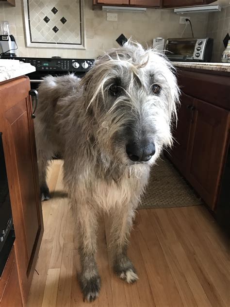 Our Irish Wolfhound turns 6 this year. She's as tall as the counters in the kitchen! : dogpictures