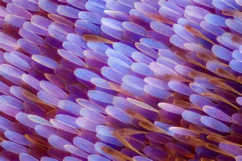 Gorgeous Macro Photographs of Butterfly and Moth Wings by Linden ...