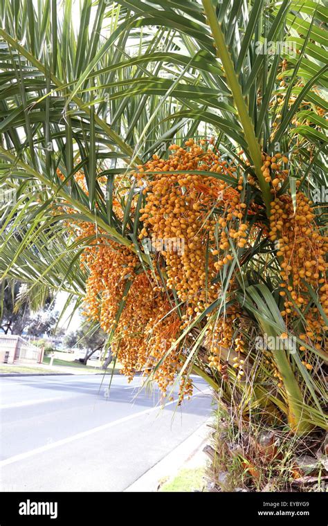 Pindo Palm Tree Fruit | Fruit Trees