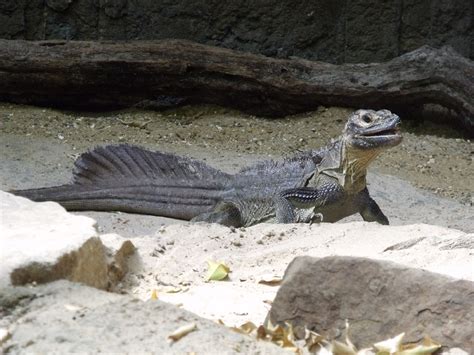 Real Monstrosities: Sailfin Lizard