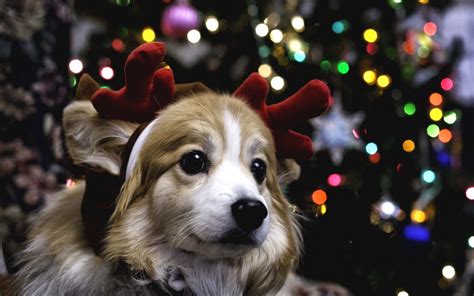 Christmas Puppy Wallpaper (48+ images)