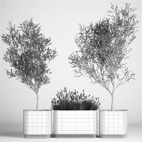 Ornamental Trees In Concrete Pots - 3D Model for VRay