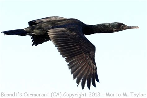 Brandt's Cormorant