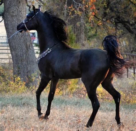 Black Arabian Horse. Every time I see one, I think of Al Hatal from Hidalgo, the Black Arabian ...