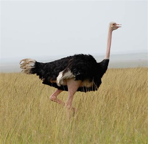 The REAL Reason why Ostriches Can’t Fly | Bio-aerial Locomotion 2011