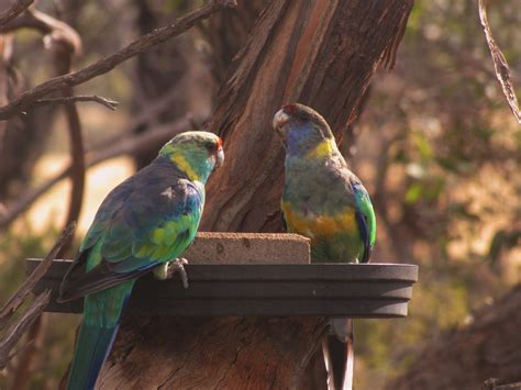 Mallee Ringnecks on a hot day - Trevor's Birding