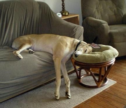 The 10 Most Awkward Great Dane Sleeping Positions