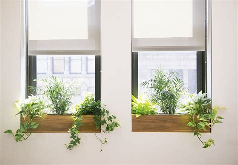 Ask the Expert: 10 Tips for Office Plants, from The Sill - Gardenista | Подоконник, Интерьер ...