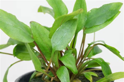 Cryptocoryne wendtii “Green”