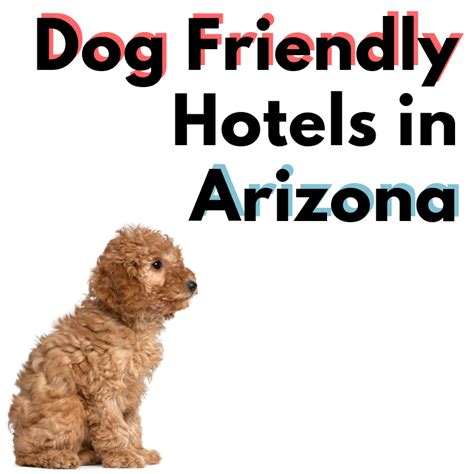 8 Dog-Friendly Hotels In Arizona - SoftSpot®