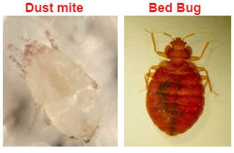 How Many Dust Mites Live In A Typical Bed - Bed Western