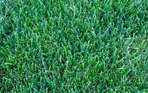 Proper Care for Your Grass Type | Weed-A-Way Lawn Care