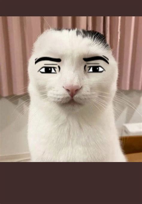 Roblox Man Face Cat