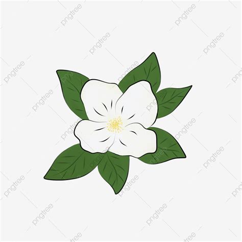 Jasmine Flowers White Transparent, Jasmine Flower With Line Art ...