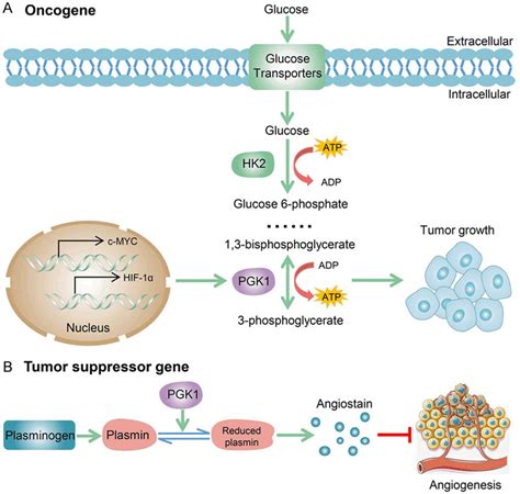 Molecular mechanisms of PGK1-mediated glucose metabolism and... | Download Scientific Diagram