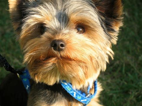 Top 5 Yorkie Haircuts | The Dog People by Rover.com