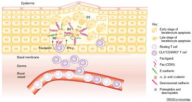 Fas Receptor: An Overview