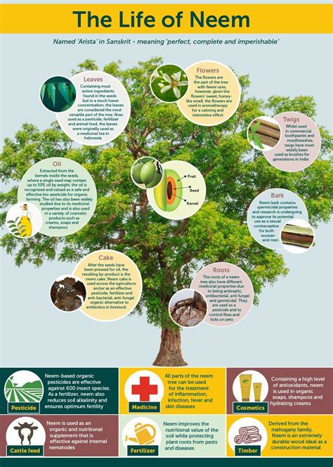 The Life of Neem [Infographic] | Neem benefits, Neem oil, Neem