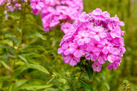 Phlox paniculata Photograph by Alain De Maximy - Fine Art America