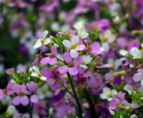 Brassicaceae stock image. Image of profusely, flowers - 233650173