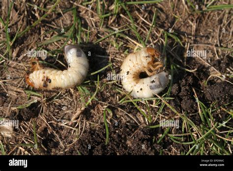 Chafer grubs are the larvae of the Chafer Beetle Stock Photo - Alamy