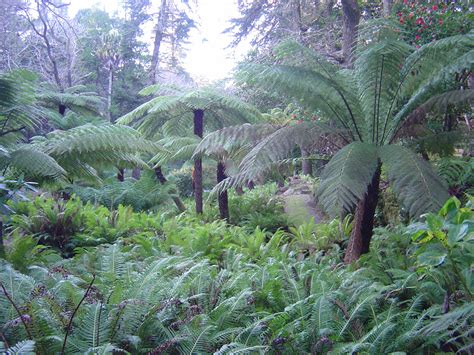 More Giant Ferns. They DO exist! Pena Park Fern garden | Ferns garden ...