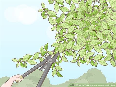 3 Ways to Take Care of an Avocado Tree - wikiHow