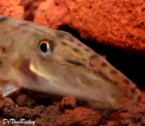 Premium Horseface Loach, 3.5" to 4" long