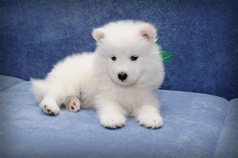 Adorable Samoyed Puppy - 4K Ultra HD Wallpaper