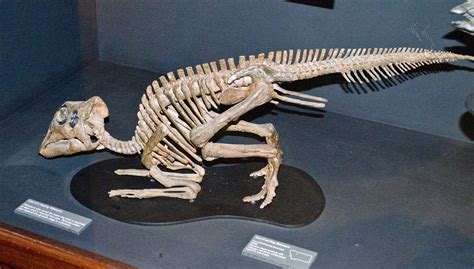 Maiasaura nestling - Museum of the Rockies - 2013-07-08 | Flickr