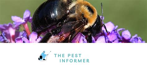 Everything You Need To Know About The Black Carpenter Bee - The Pest Informer