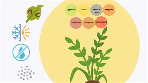 Key Aspects of Plant Hormones in Agricultural Sustainability under Climate Change | IntechOpen