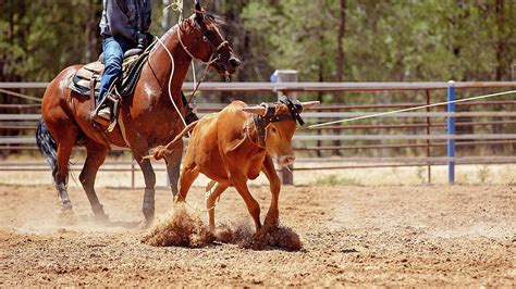 Calf Roping Photograph by Michele Jackson | Pixels