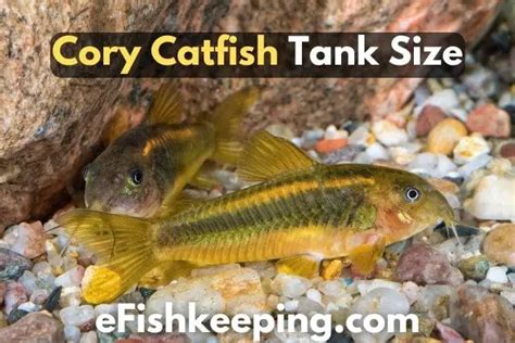 Cory Catfish Tank Size: A Complete Guide (+ Infographic) - eFishkeeping