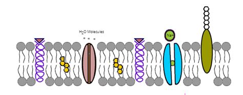 Cell Membrane, Transport, Osmosis Diagram | Quizlet