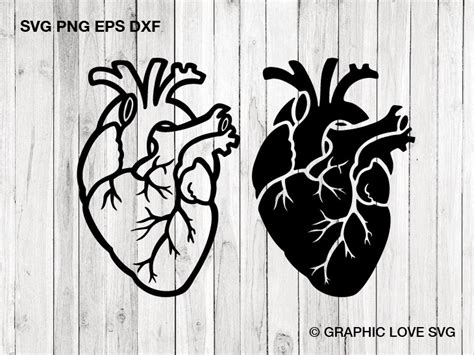 Anatomical Heart Svg Heart Svg Human Heart Clip Art Decal - Etsy