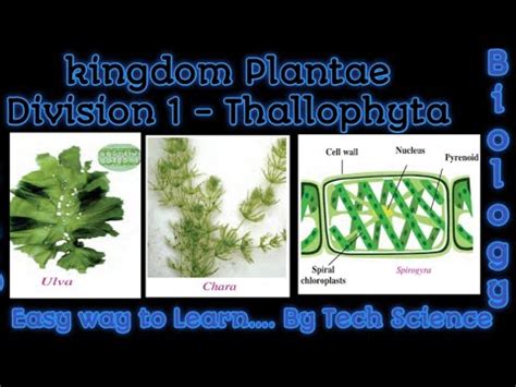 Thallophyta | features of Thallophyta |Kingdom plantae thallophyta ...